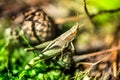 Macro shot of grasshopper, caught while picking mushrooms and cranberries in forest in early autumn.