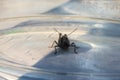 Macro shot of a grasshopper, front view.