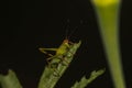 Macro shot of a grasshopper on a green leaf Royalty Free Stock Photo