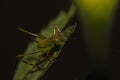 Macro shot of a grasshopper on a green leaf Royalty Free Stock Photo