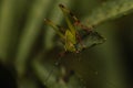 Macro shot of a grasshopper on a green leaf Royalty Free Stock Photo