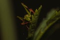 Macro shot of a grasshopper on a green leaf Royalty Free Stock Photo