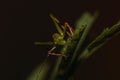 Macro shot of a grasshopper on a green leaf Royalty Free Stock Photo