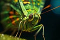 Macro shot of a grasshopper on a green leaf Royalty Free Stock Photo