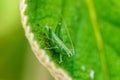 Macro shot of a grasshopper on a green leaf of a plant Royalty Free Stock Photo