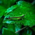 Macro shot of a grasshopper on a leaf beautiful animal
