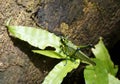 Macro shot of a Grasshopper perched on a green leaf of a tree Royalty Free Stock Photo