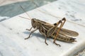 Grasshopper on Marble Background Royalty Free Stock Photo