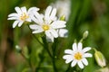 Greater stitchwort (rabelera holostea) flowers