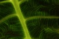 Macro shot of green alocasia leaf showing its vains