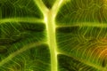 Macro shot of green alocasia leaf showing its vains