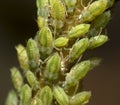 Macro shot of green Aphids on the stem.