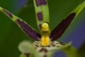Macro shot of a green Brassia orchid with a blur background Royalty Free Stock Photo