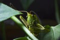 Macro shot of a green cricket between leaves