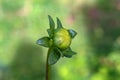 Macro shot of a green dahlia bud on a blurry green background Royalty Free Stock Photo