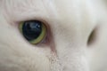 Macro shot green eyed cat Royalty Free Stock Photo