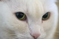 Macro shot green eyed cat Royalty Free Stock Photo