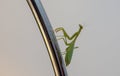 Macro shot of a green female mantis climbing onto the lampstand