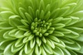 Makro z zelený květina 