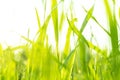 Macro shot green fresh summer lawn grass background. Close up view beautiful fresh grass at the evening sunset. Green grass Royalty Free Stock Photo