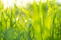 Macro shot green fresh summer lawn grass background. Close up view beautiful fresh grass at the evening sunset. Green grass Royalty Free Stock Photo