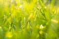 Macro shot green fresh summer lawn grass background. Close up view beautiful fresh grass at the evening sunset. Green grass Royalty Free Stock Photo