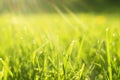 Macro shot green fresh summer lawn grass background. Close up view beautiful fresh grass at the evening sunset. Green grass Royalty Free Stock Photo