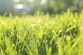 Macro shot green fresh summer lawn grass background. Close up view beautiful fresh grass at the evening sunset. Green grass Royalty Free Stock Photo