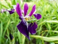 Macro shot of a green grasshopper on a Rocky Mountain iris (Iris montana) purple flower Royalty Free Stock Photo