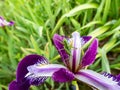 Macro shot of a green grasshopper on a Rocky Mountain iris (Iris montana) purple flower in garden Royalty Free Stock Photo