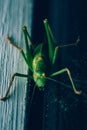 Macro shot of a green grasshopper in vertical Royalty Free Stock Photo
