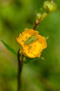 Macro shot of Green Grasshopper on yellow flower against blurred background Royalty Free Stock Photo