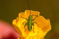 Macro shot of Green Grasshopper on yellow flower against blurred background Royalty Free Stock Photo