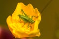 Macro shot of Green Grasshopper on yellow flower against blurred background Royalty Free Stock Photo