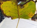 Macro shot of green leaf in the outdoors, selective focus Royalty Free Stock Photo