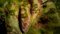 Macro shot of a green leaf with water drops and a black spider Royalty Free Stock Photo