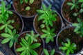 A macro shot of the green leaves of a young lupin plant.