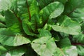 Lettuce plant - organic fresh harvest on home garden