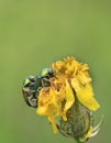 Macro shot of green meadow bugs mating Royalty Free Stock Photo