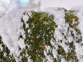 Macro Shot of Green Moss on Bark Covered with Fresh Snow Royalty Free Stock Photo