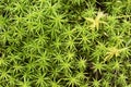 Macro shot of green moss pattern Royalty Free Stock Photo