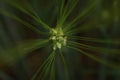 Macro shot of green ovate goatgrass leaves in a field against a blurred background