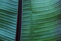 Close up cropped image of banana palm leaf with visible texture structure. Green nature concept background.