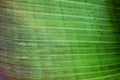 Close up cropped image of banana palm leaf with visible texture structure. Green nature concept background.