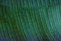 Close up cropped image of banana palm leaf with visible texture structure. Green nature concept background.