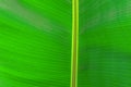 Close up cropped image of banana palm leaf with visible texture structure. Green nature concept background Royalty Free Stock Photo