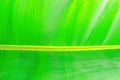 Close up cropped image of banana palm leaf with visible texture structure. Green nature concept background Royalty Free Stock Photo