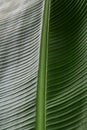 Close up cropped image of banana palm leaf with visible texture structure. Green nature concept background