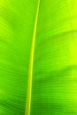 Close up cropped image of banana palm leaf with visible texture structure. Green nature concept background