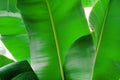 Close up cropped image of banana palm leaf with visible texture structure. Green nature concept background Royalty Free Stock Photo